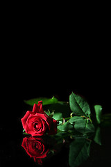 Image showing Red rose