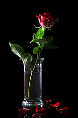 Image showing Red rose