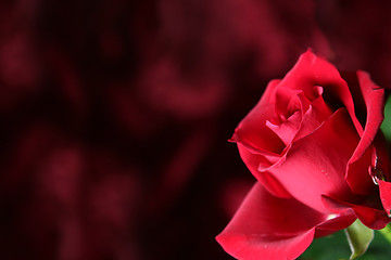 Image showing Red rose