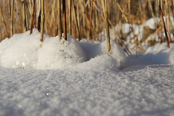 Image showing frozen reeds