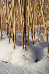 Image showing reeds