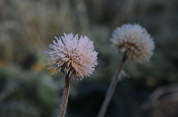 Image showing Frozen Dandelion