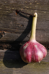 Image showing Garlic Bulb On The Wall