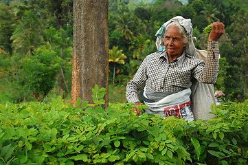 Image showing Tea Plucker at Work