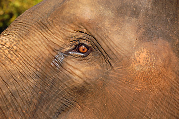 Image showing Elephant’s Eye