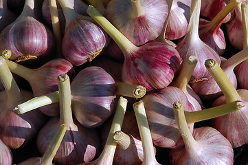 Image showing Garlic Bulbs In The Sun
