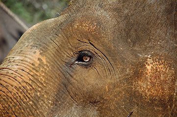 Image showing The Eye of the Baby Elephant