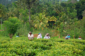 Image showing Tea Pickers At Work