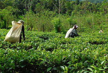 Image showing Women Tea Pickers At Work