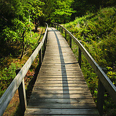 Image showing Wooden walkway through forest