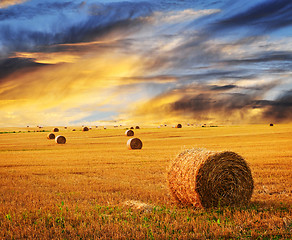 Image showing Golden sunset over farm field