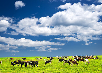 Image showing Cows in pasture