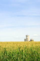 Image showing Corn field with silos