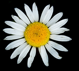 Image showing white flower