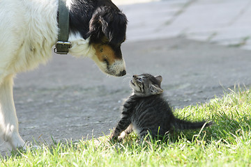 Image showing cat and dog