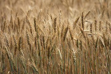 Image showing golden corn