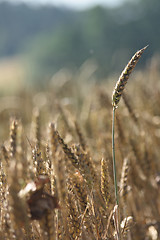 Image showing golden corn