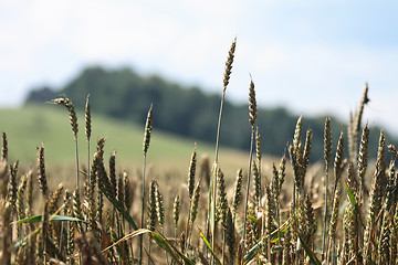 Image showing golden corn