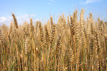 Image showing golden corn