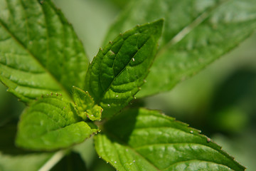 Image showing mint background