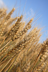 Image showing golden corn