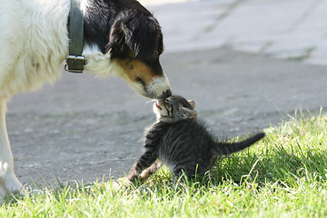 Image showing cat and dog