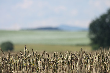 Image showing golden corn