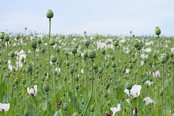 Image showing poppy field