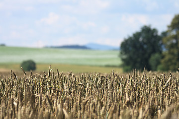 Image showing golden corn