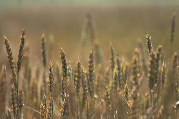 Image showing golden corn