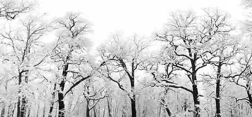 Image showing snowy trees