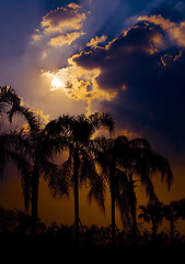 Image showing palm trees against sun