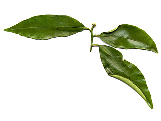 Image showing Leaves