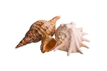 Image showing shells isolated