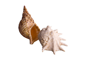 Image showing shells isolated 2