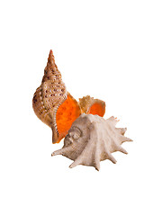 Image showing shells isolated 3