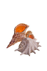 Image showing shells isolated 4