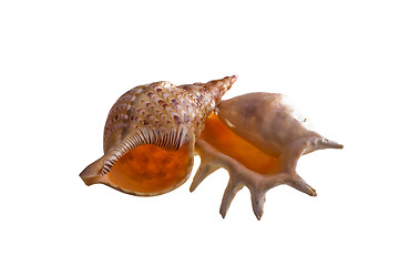 Image showing shells isolated 6