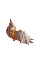 Image showing shells isolated 7