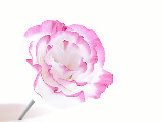 Image showing eustoma