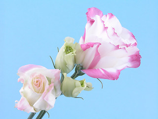 Image showing eustoma