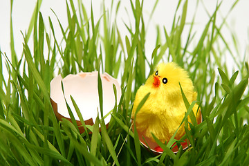 Image showing Easter chicken