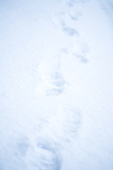 Image showing Footprints in snow