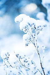 Image showing Frosty flower