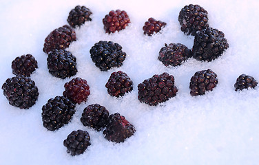 Image showing Blackberries in Snow