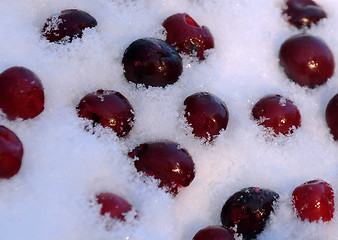 Image showing Frozen Cherries in Snow