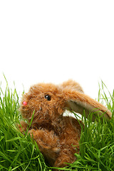 Image showing Easter bunny