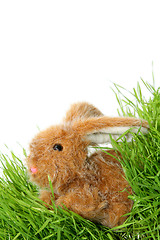 Image showing Easter bunny