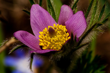 Image showing anemone pulsatilla