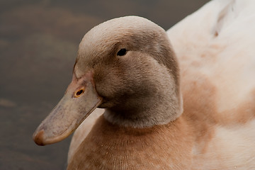 Image showing Duck